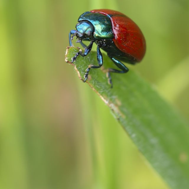 Chrysomelidae: Chrysolina polita? No, C. grossa.